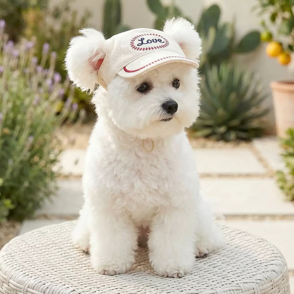 Pet Hats