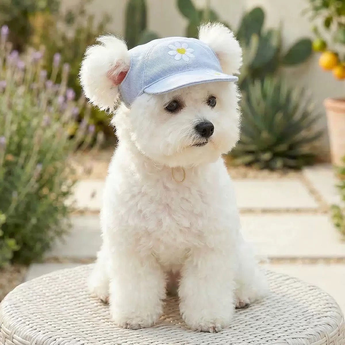 Daisy Pet Baseball Cap